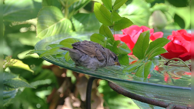 Dankbarer Gast im Garten: Der Haussperling – in Bayern der Spatz – freut sich über das Wasser in der erhöht angebrachten Vogeltränke. (Foto: Monika Graf LBV Bildarchiv)