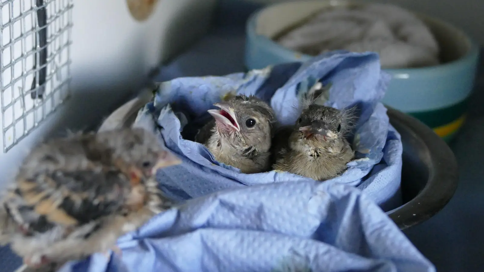 Diese jungen Buchfinken werden in der Wildtierstation des Münchner Tierheims gepäppelt. (Foto: Tierschutzverein München)