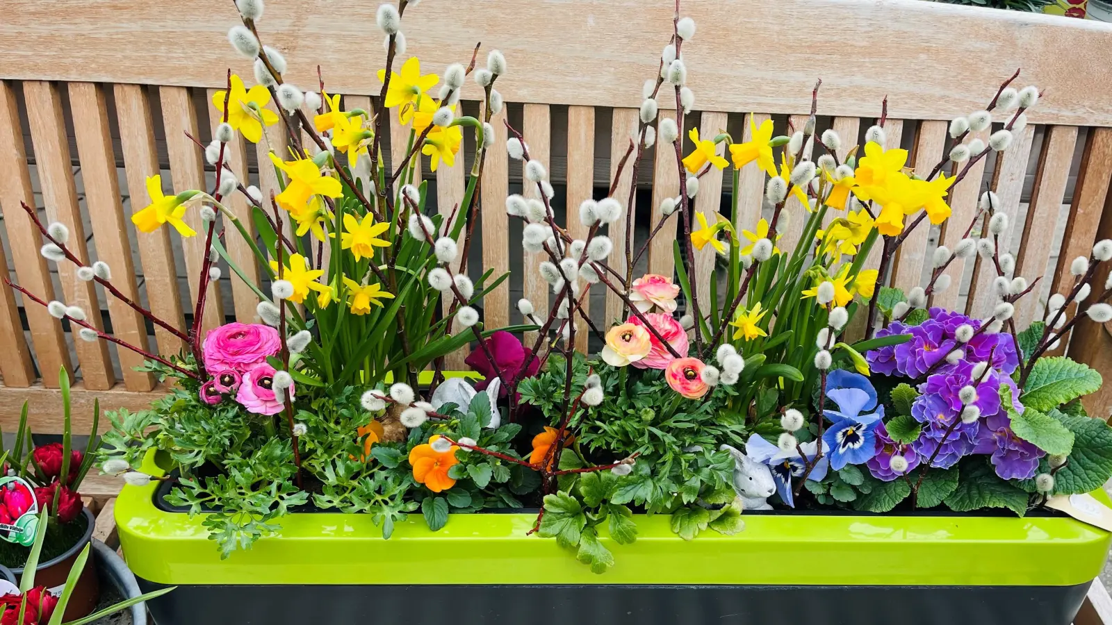 Den Frühling kann man sich Dank der Gärtnerei Bisle ganz einfach in Haus und Garten holen. (Foto: hw)