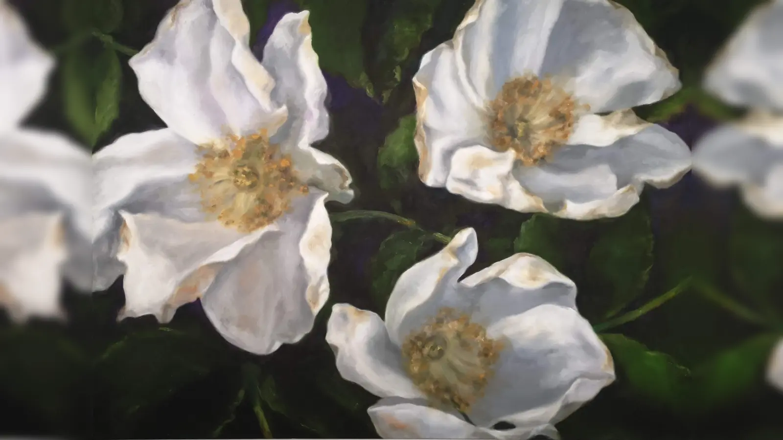 Heckenrosen von Jessica Appler. (Foto: Jessica Appler)