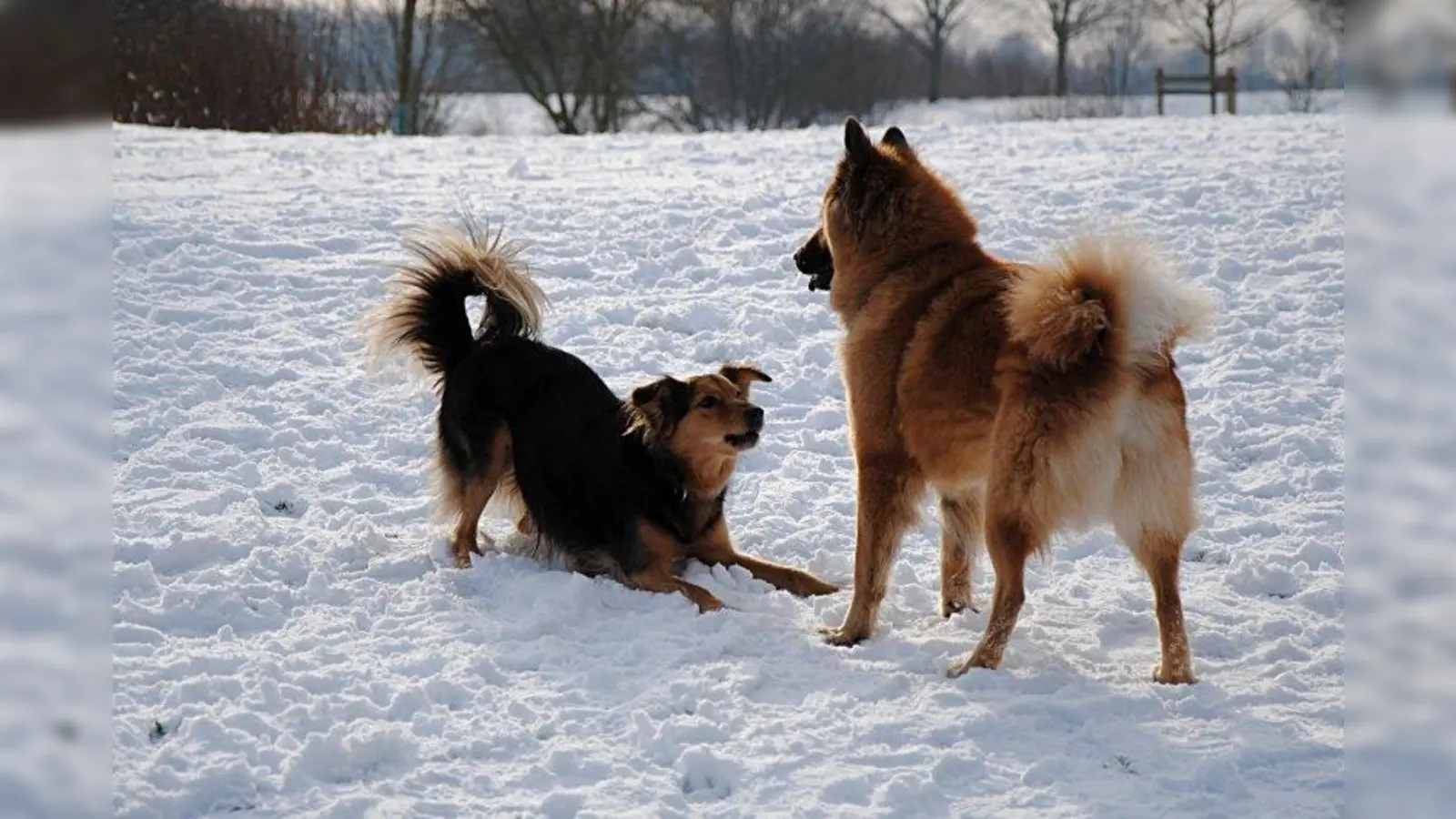 Den Vierbeiner mit Artgenossen spielen lassen und sich nebenbei Tipps von Hundeexperten holen - das ist bei der Hundewanderung des Tierschutzvereins möglich. (Foto: Klaus Steves/pixelio.de)