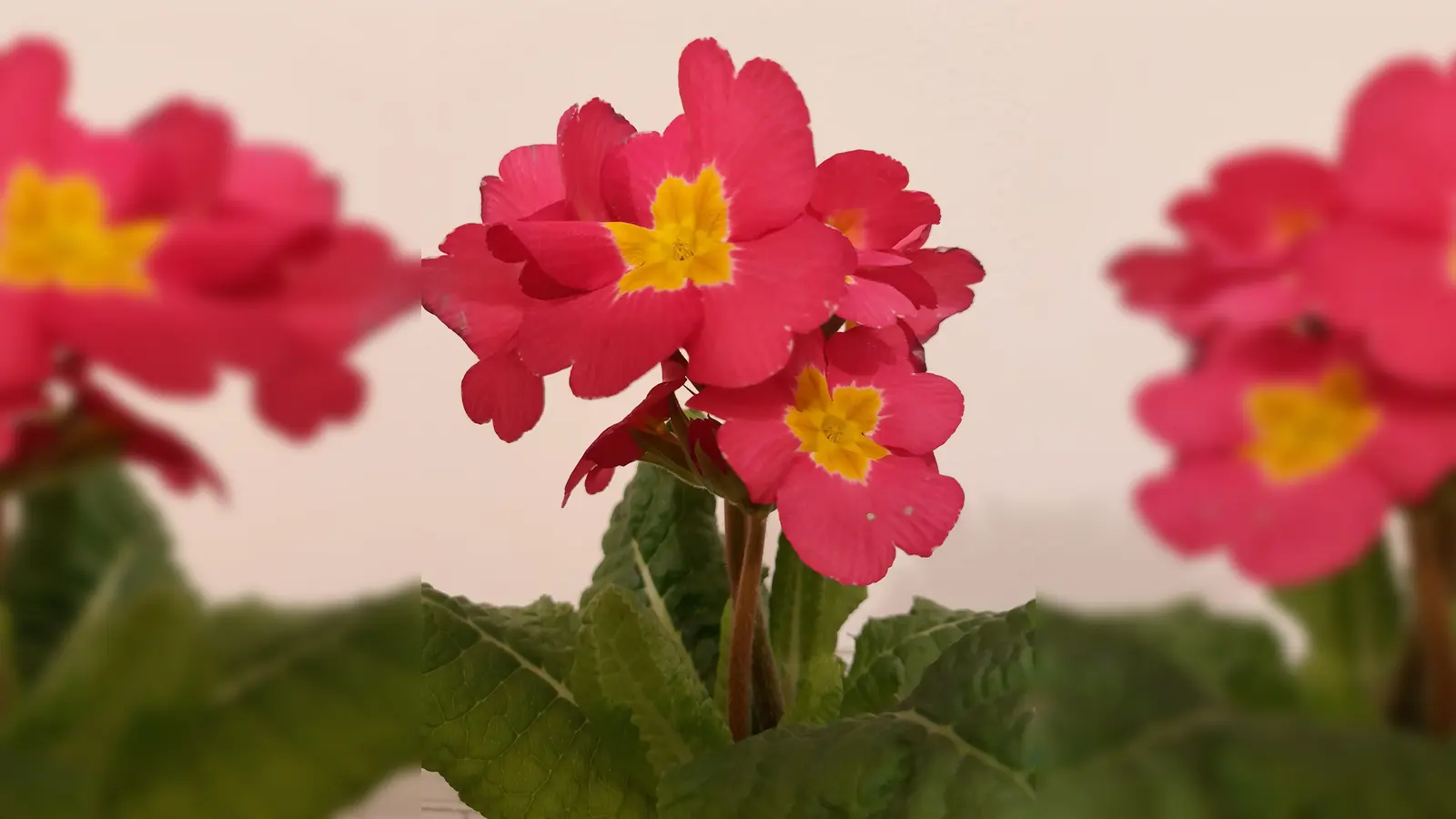 Primel gibt es in über 400 Arten. (Foto: job)