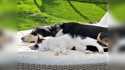 Nicht nur für Haustiere – der neue Tierschutzbeauftragte wird sich um die ganze Fauna der Stadt kümmern.  (Foto: chk)