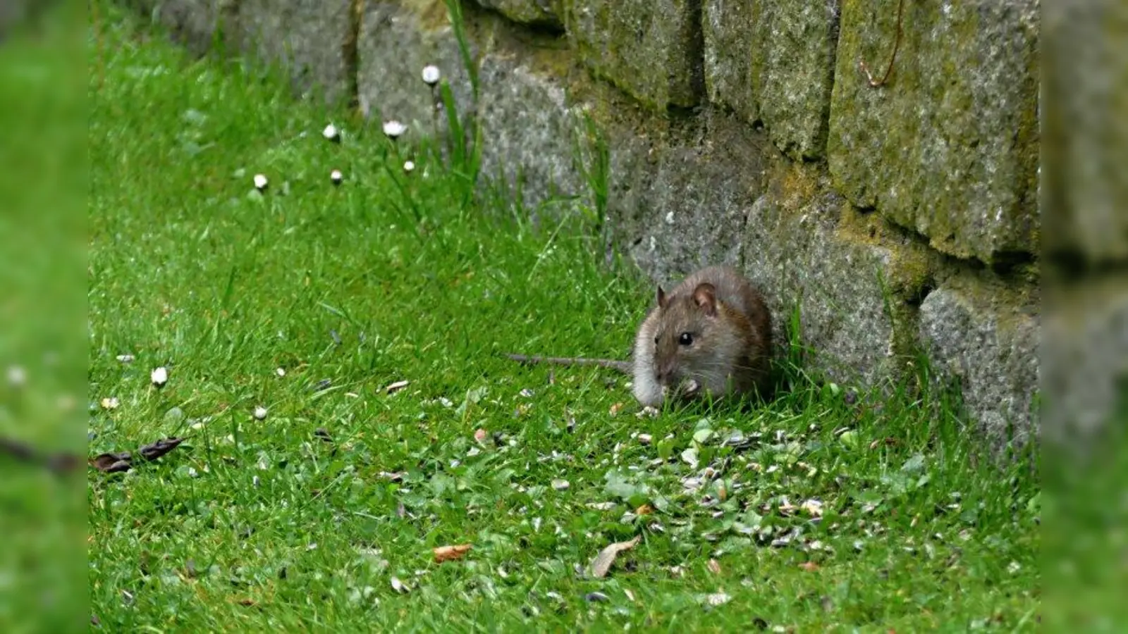 Dort wo Essensreste unbedacht in die Natur geworfen werden, können sich schnell Ratten ausbreiten. (Foto: Ute Mulder/ pixelio.de)