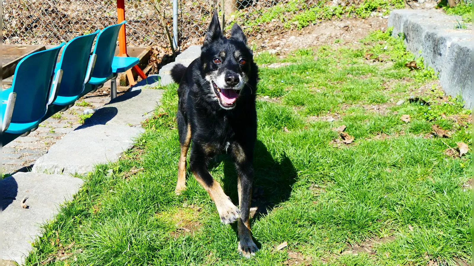 Die Auszeit im Grünen lässt Turco förmlich aufblühen. (Foto: Tierschutzverein München e.V.)