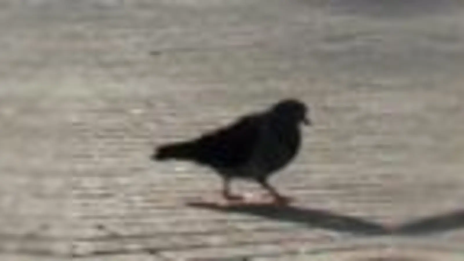 Zählen statt Füttern im Englischen Garten: Brotreste an Wasservögel zu verteilen, lockt nur Ratten an. Und auch die anderen Vögel im Park sind gut versorgt.  (F.: ko)