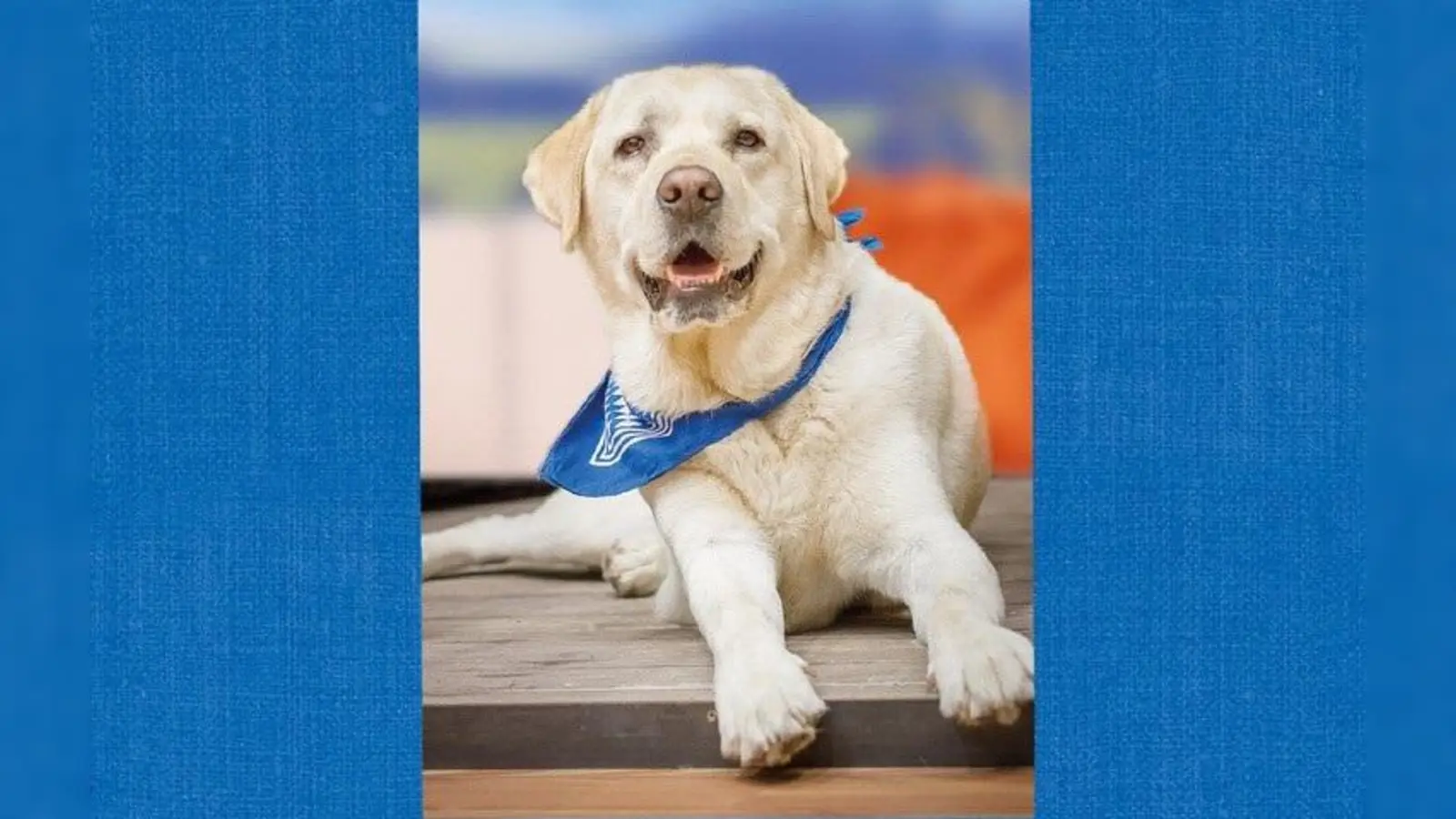 Bekannt wie ein bunter Hund ist der tiereische TV-Star Henry aus „Wir in Bayern”. (Foto: M. Stephan)