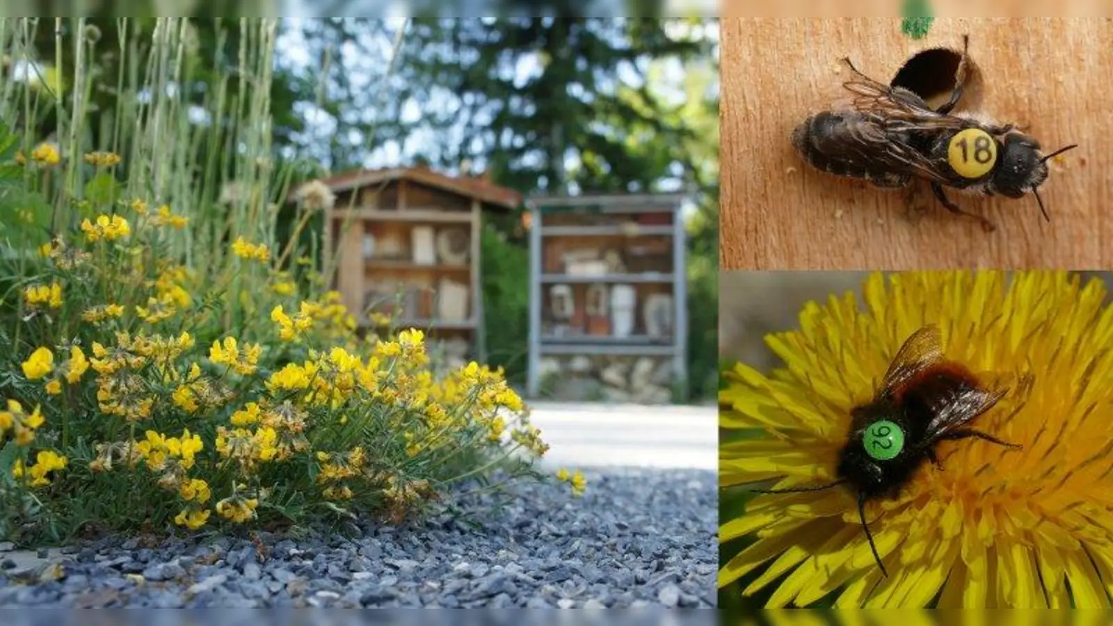 Mit ungiftigem Schelllackkleber wurde den Wildbienen ein farbiges, nummeriertes Plastikplättchen auf den Rücken geklebt.. (Foto: SNSB-BSM)