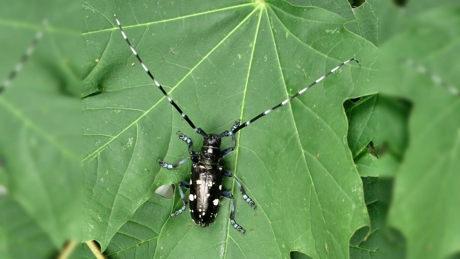 Bis zu vier Zentimeter groß kann der Asiatische Laubholzbockkäfer werden. Seine weiteren Merkmale sind geringelte Fühler und ein gepunkteter Körper. (Foto: LfL Bayern)