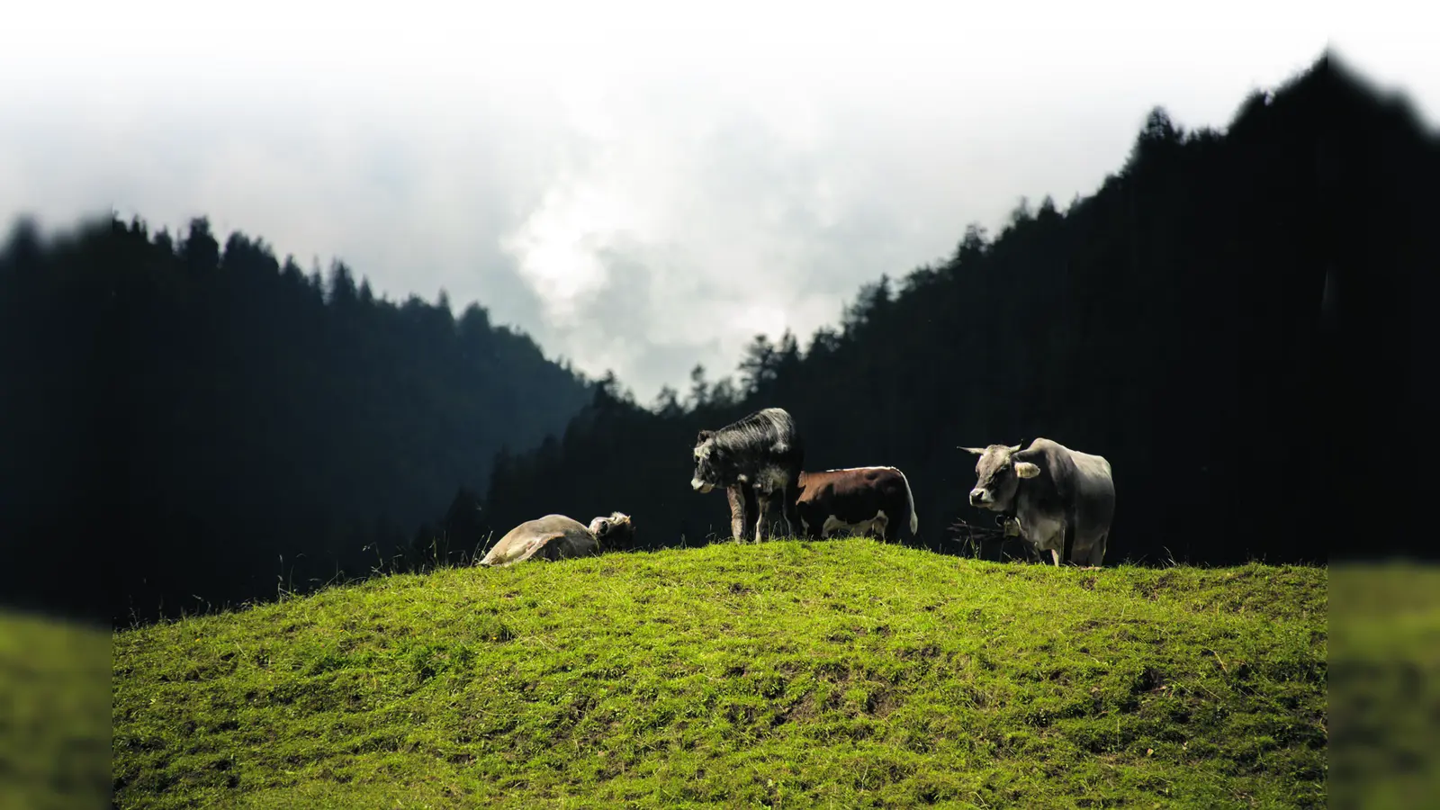 In aller Ruhe grasen die Kühe im Museumsdorf.  (Foto: Markus Wasmeier)