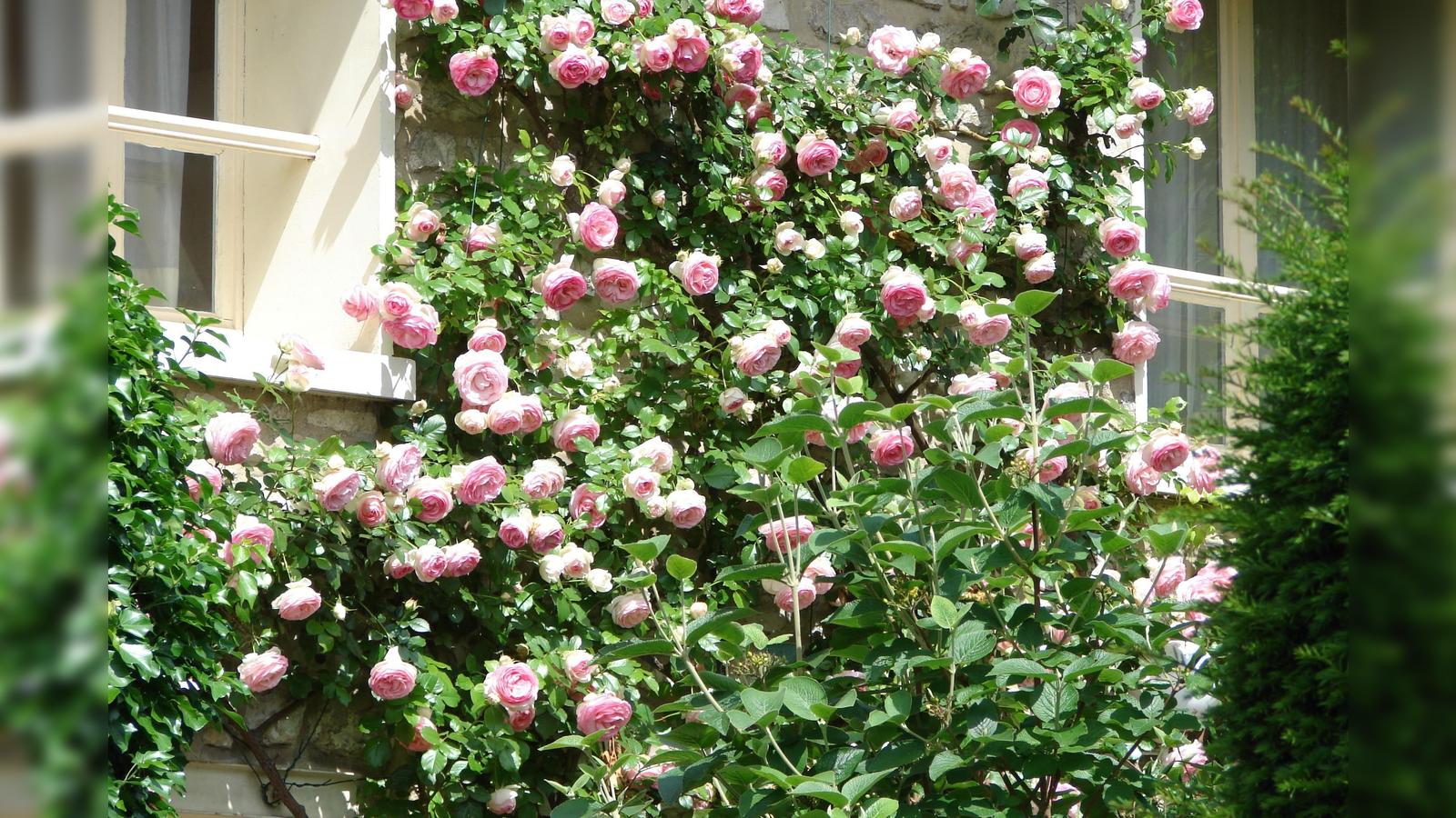 Rosen richtig pflegen | Wochenanzeiger