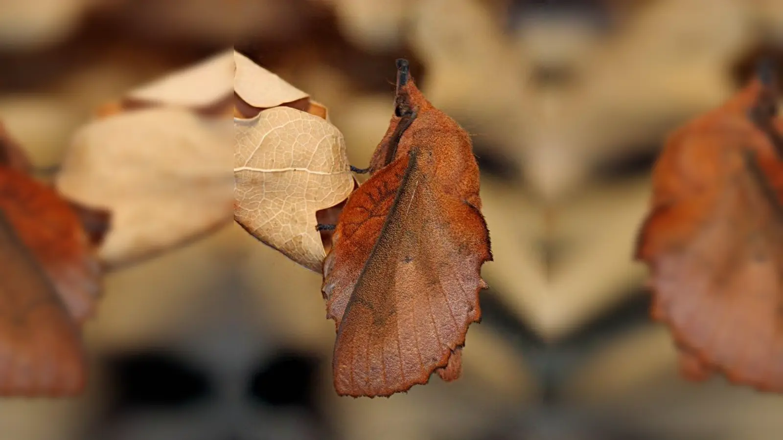 Die an ein trockenes Blatt erinnernde Kupferglucke wurde früher gelegentlich als Schädling in Obstgärten gemeldet. (Foto: Dr. Klaus Gottschaldt)