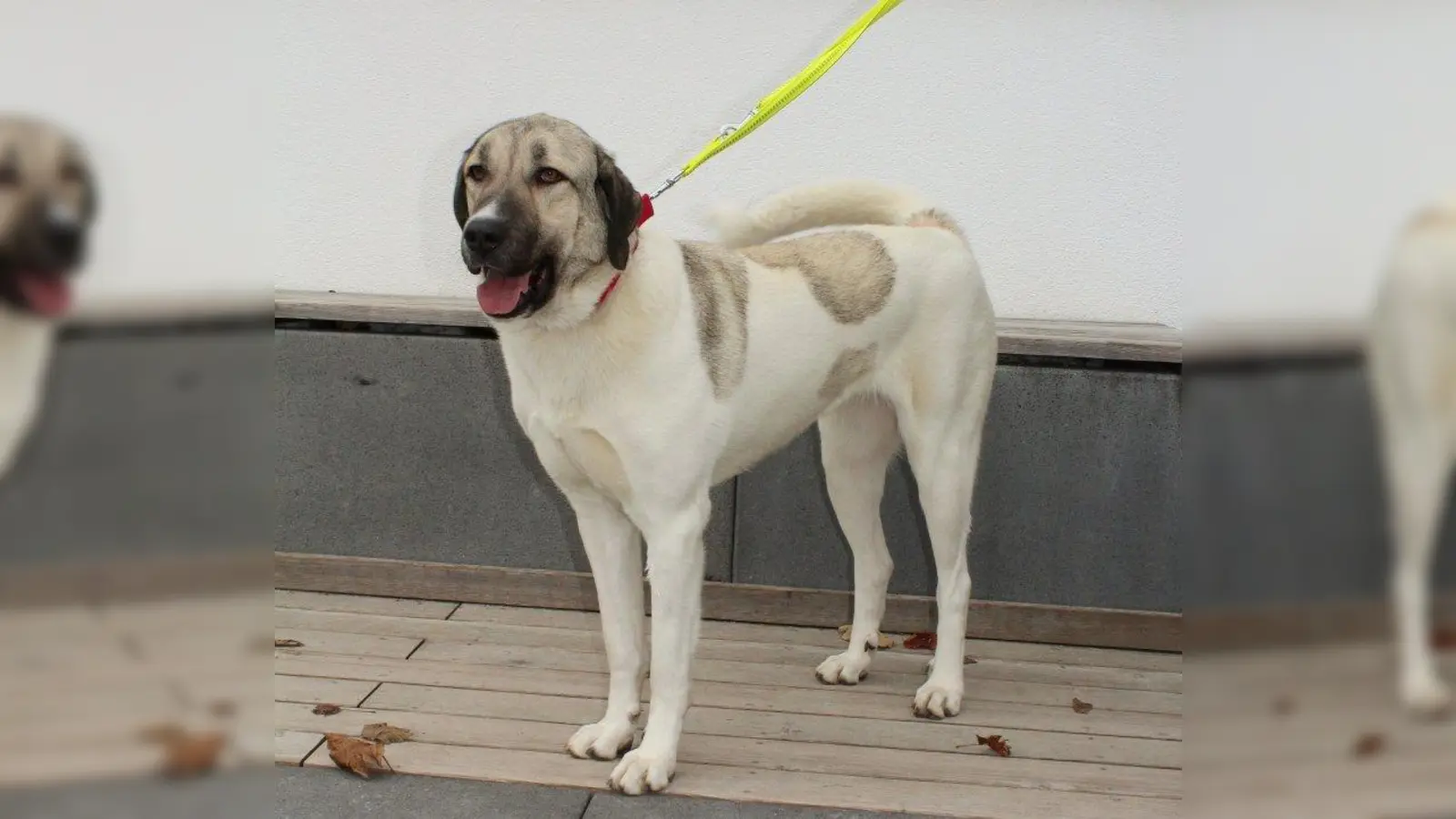 Die verschmuste, knapp zweijährige Kangal-Mischlingshündin Damla gehört zu den Tieren im Tierheim, die ein neues Zuhause suchen. Sie ist gemeinsam mit ihrem Bruder Dennis im Hundehaus 4 untergebracht. Telefonische Auskünfte bekommt man täglich von von 13 bis 16 Uhr unter der Nummer (089) 92100056. (Foto: Tierheim München)