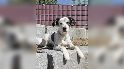 Sportlich und verspielt – das ist der Münsterländermix Loki. (Foto: Tierheim Riem)