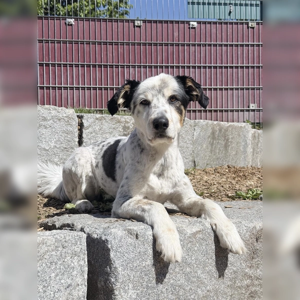 Sportlich und verspielt – das ist der Münsterländermix Loki. (Foto: Tierheim Riem)