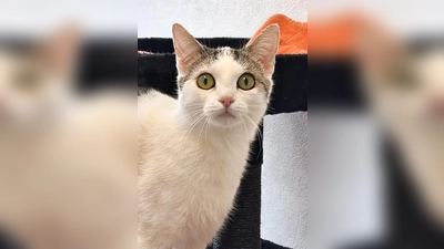 Kurzhaar Katze Mila. (Foto: Tierheim Riem)