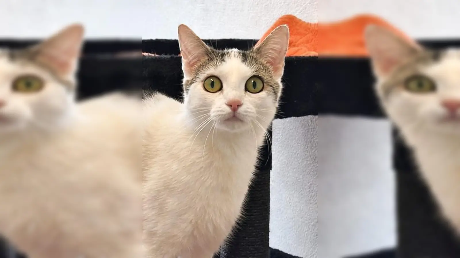 Kurzhaar Katze Mila. (Foto: Tierheim Riem)