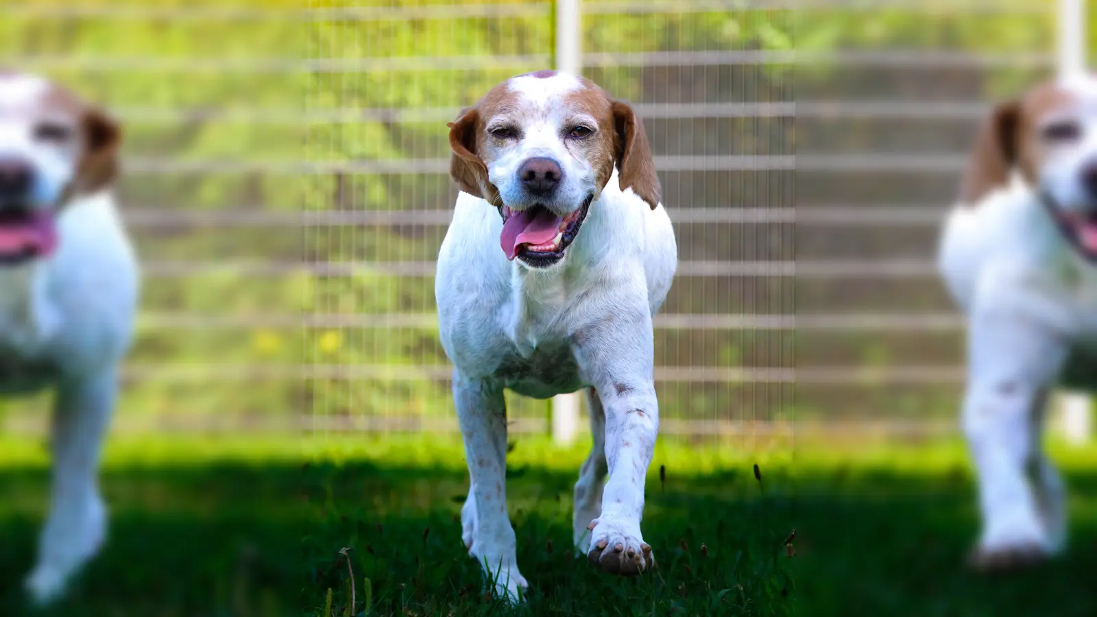 Mischlingsrüde Sam. (Foto: Tierheim Riem)