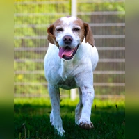 Mischlingsrüde Sam. (Foto: Tierheim Riem)