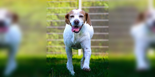 Mischlingsrüde Sam. (Foto: Tierheim Riem)