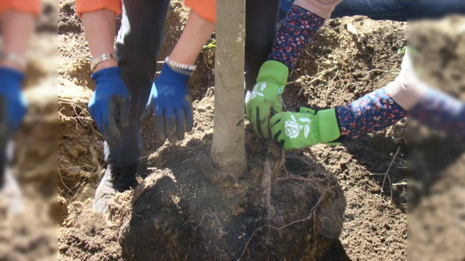 Bereits einen ganzen Wald hat der Umweltbeirat bei seiner Pflanzaktion „Baum des Jahres” eingepflanzt. (Foto: pst)