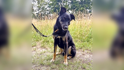 Der schüchterne Mischlingsrüde Balu sucht ein ruhiges, reizarmes Zuhause. (Foto: Tierheim Riem)