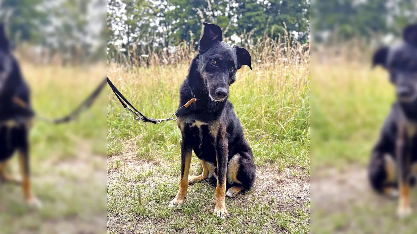 Der schüchterne Mischlingsrüde Balu sucht ein ruhiges, reizarmes Zuhause. (Foto: Tierheim Riem)