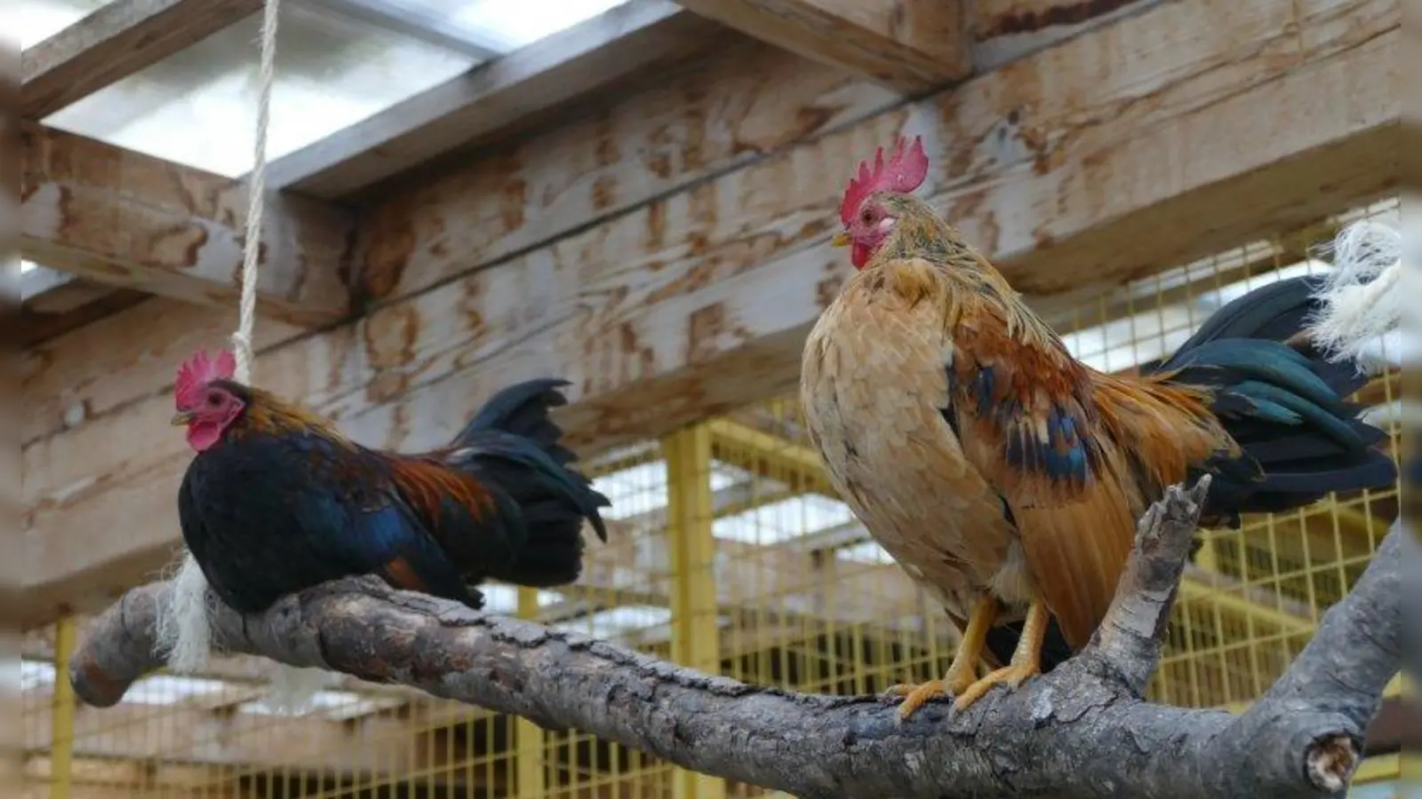 Hähne verschiedenster Rassen  sind derzeit im Münchner Tierheim untergebracht. Sie alle suchen ein artgerechtes Zuhause bei einer Schar Hennen. (Foto: Tierheim München)
