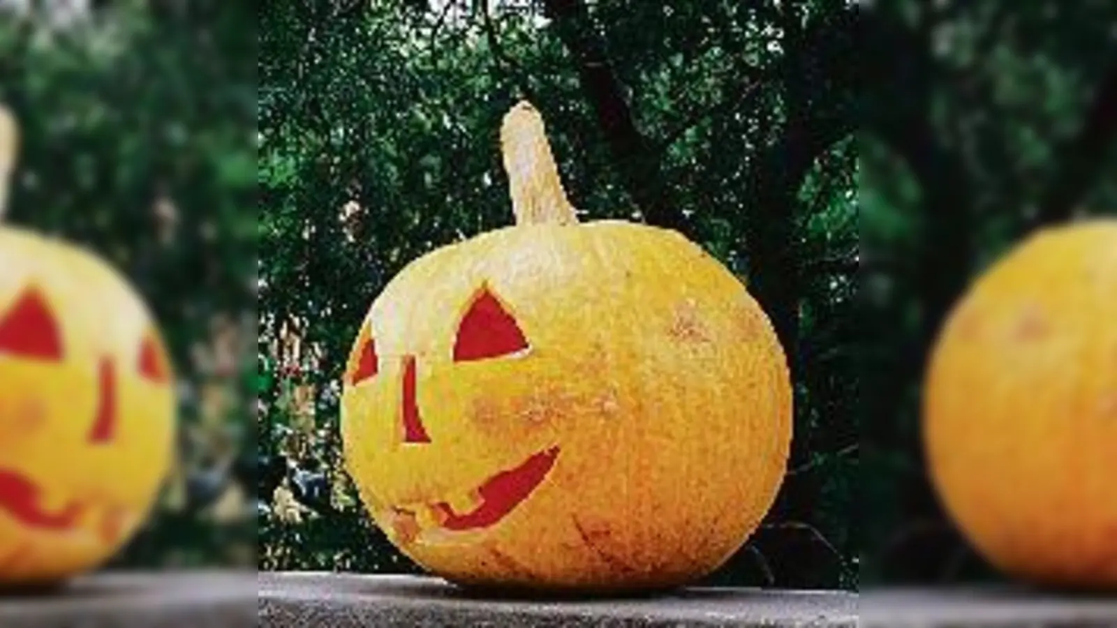 Amerikanische Tradition nun auch im Botanischen Garten: Kürbisse zu Halloween. 	 (Foto: VA)