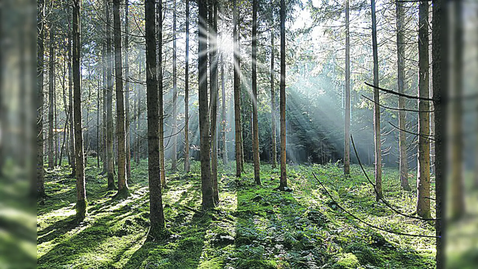 Der Wald ist ein perfekter Ort um Kraft zu tanken. (Foto: CC0)