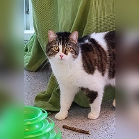 Susi ist eine Europäisch Kurzhaar Katze. (Foto: Tierheim Riem)