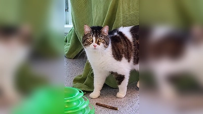 Susi ist eine Europäisch Kurzhaar Katze. (Foto: Tierheim Riem)