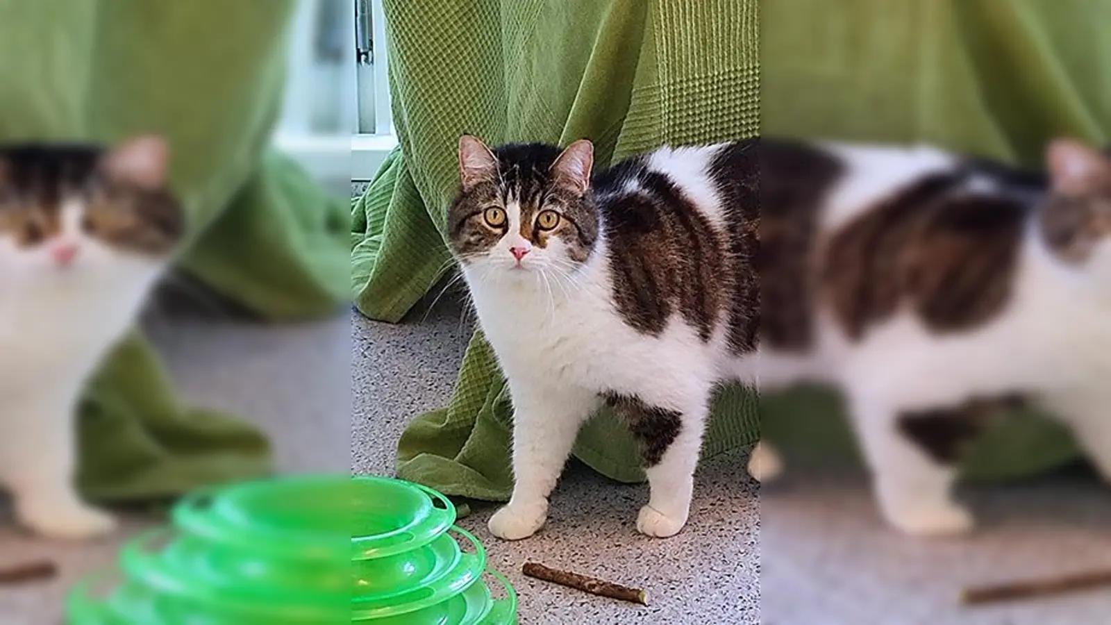 Susi ist eine Europäisch Kurzhaar Katze. (Foto: Tierheim Riem)