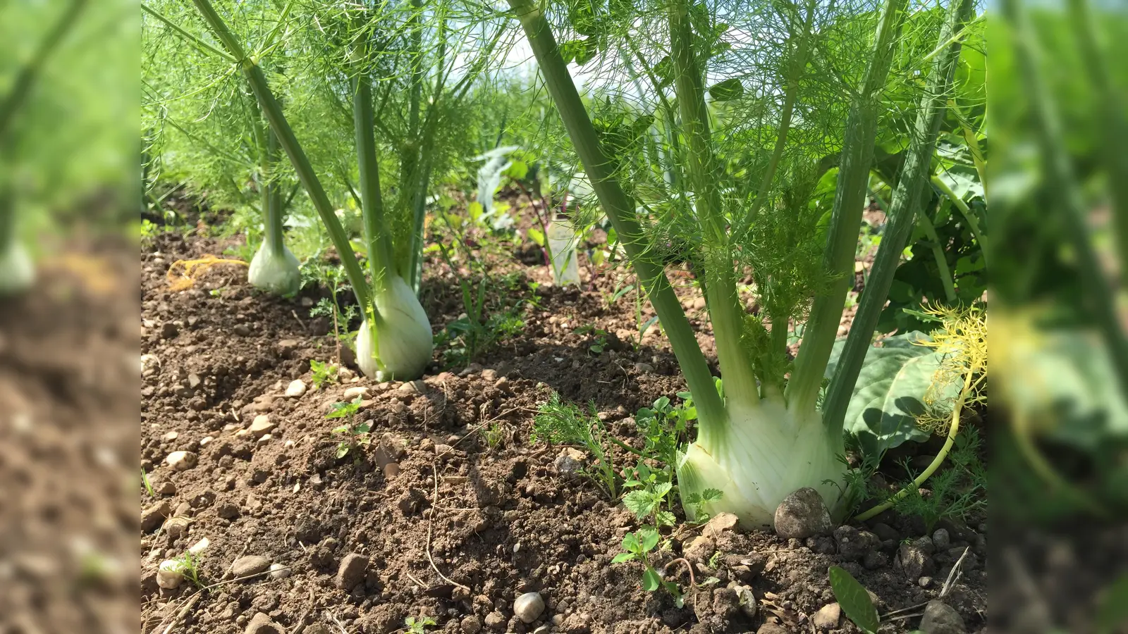 Mit selbstgezüchtetem Gemüse und Salat kann man sich versorgen, wenn man ein Stückchen Land im Krautgarten pachtet. Am Montag findet eine Infoveranstaltung statt. (Foto: hw)