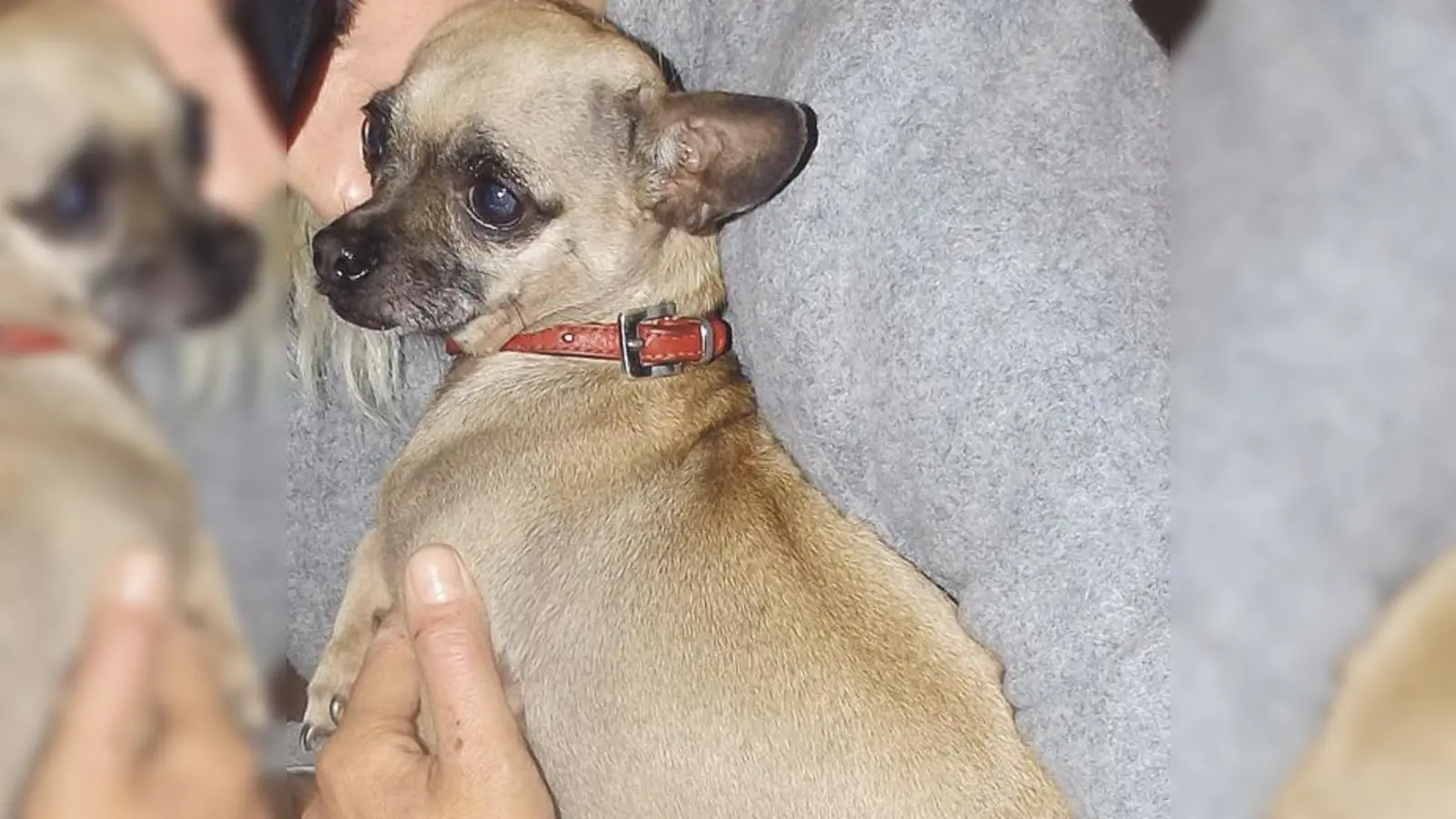 Chihuahua Bella konnte nach einem kleinen Intermezzo dank des guten Gedächtnisses eines Bundespolizisten wieder ihrem Frauchen übergeben werden. 	 (Foto: Bundespolizei)