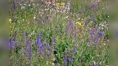 Für die Oasentreffen gibt es zwei Termine   am 3. und 4. Juli.  (Foto: VA)
