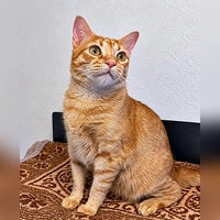 Europäisch Kurzhaar Kater Obelix. (Foto: Tierheim Riem)