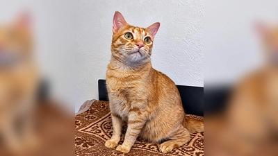 Europäisch Kurzhaar Kater Obelix. (Foto: Tierheim Riem)