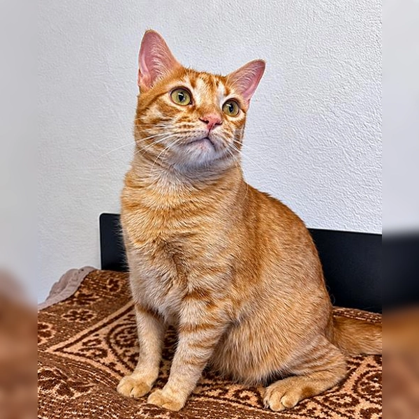 Europäisch Kurzhaar Kater Obelix. (Foto: Tierheim Riem)