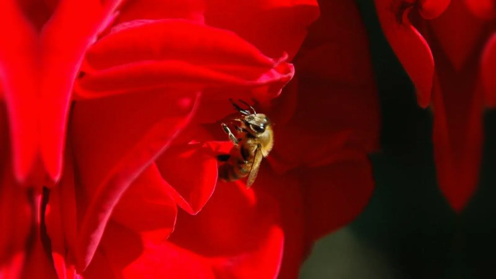 „Bienen und Insekten fotografierte ich vermutlich aus dem Grund, weil diese Tierchen ja <br>ganz alltäglich und sehr naheliegend sind”, erklärt Otto Birk. (Foto: Otto Birk)