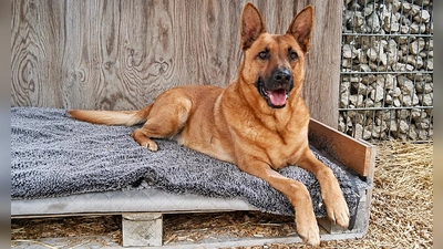 Sören ist ein zutraulicher, menschenbezogener und verschmuster Hund, der die Nähe seiner Bezugspersonen sehr genießt. (Foto: Tierheim Riem)