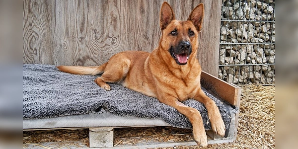 Sören ist ein zutraulicher, menschenbezogener und verschmuster Hund, der die Nähe seiner Bezugspersonen sehr genießt. (Foto: Tierheim Riem)