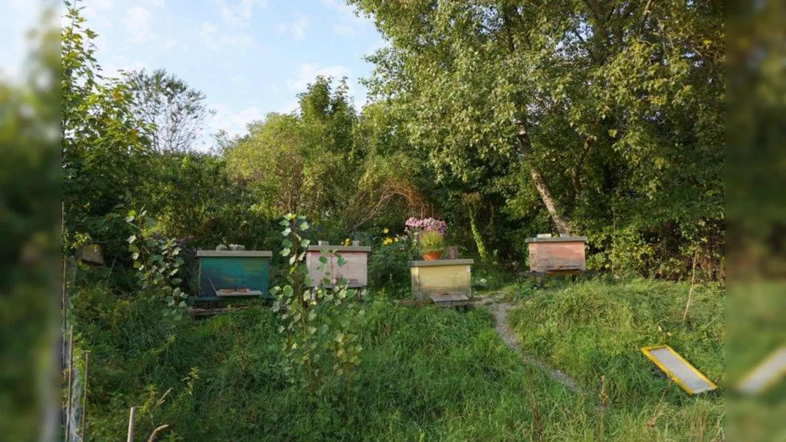 Im o’pflanzt is! Garten summten die eigenen Bienen umher - zur Freude der Besucher und der Pflanzen. (Foto: o’pflanzt is!)