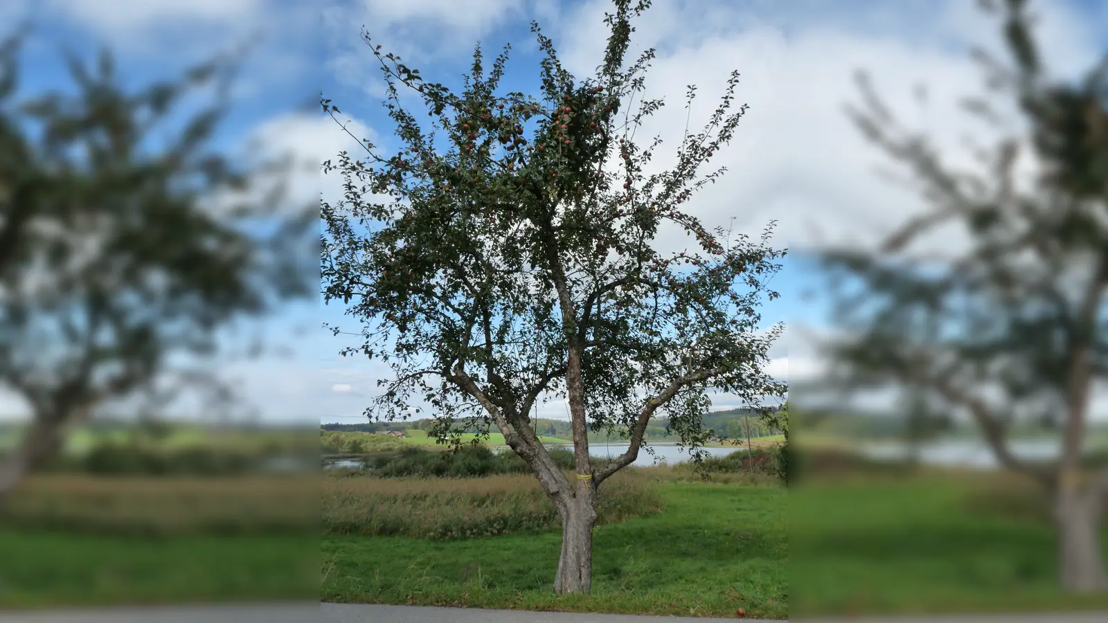 Die meisten der freigegebenen Bäume stehen in der Straße „Zur Gass“ am Egglburger See.  (Foto: Stadt Ebersberg)