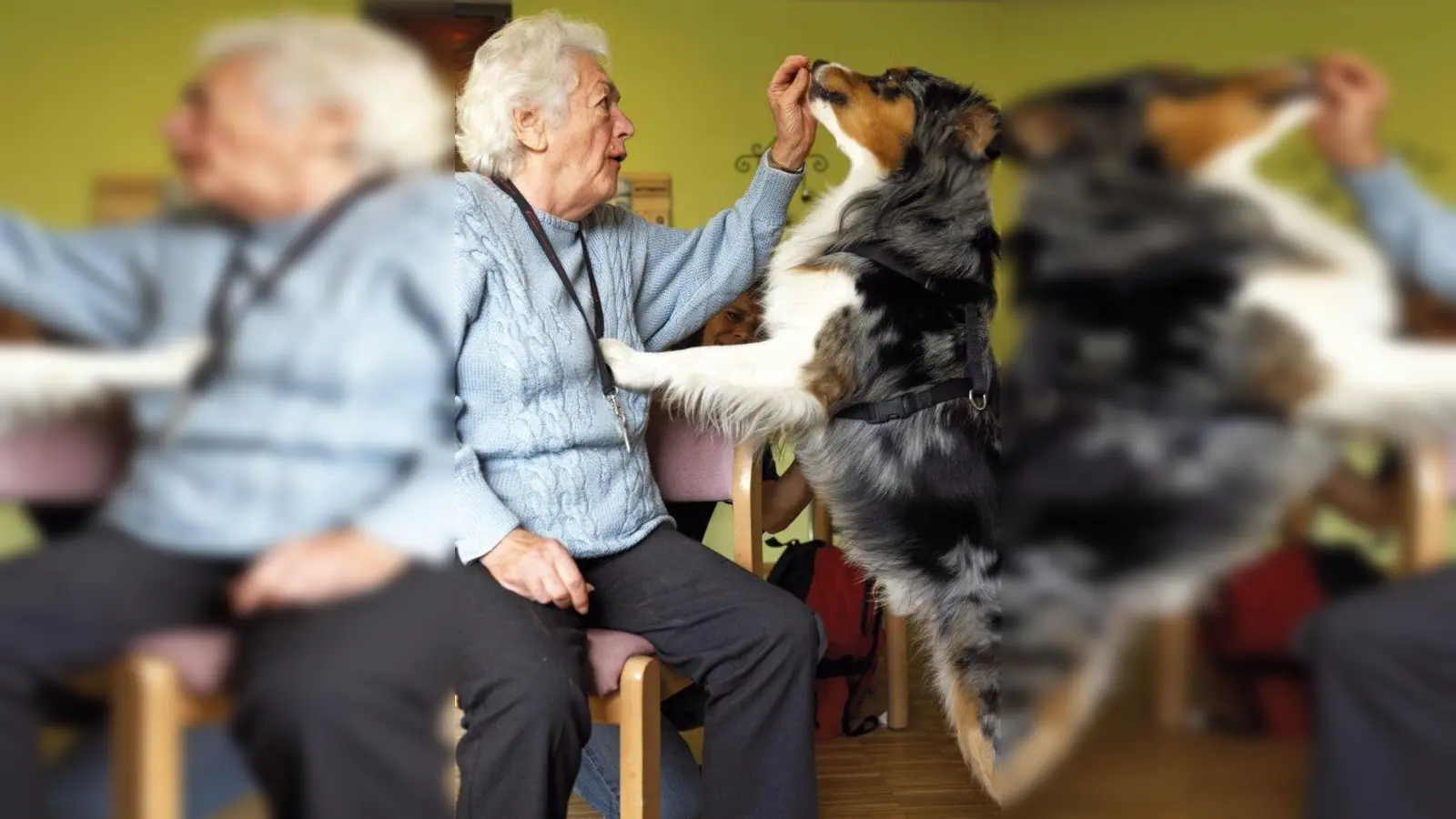 Mit Hunden helfen: Johanniter suchen Hundehalter, die sich ehrenamtlich für Senioren und Hilfsbedürftige einsetzen. (Foto: pi)