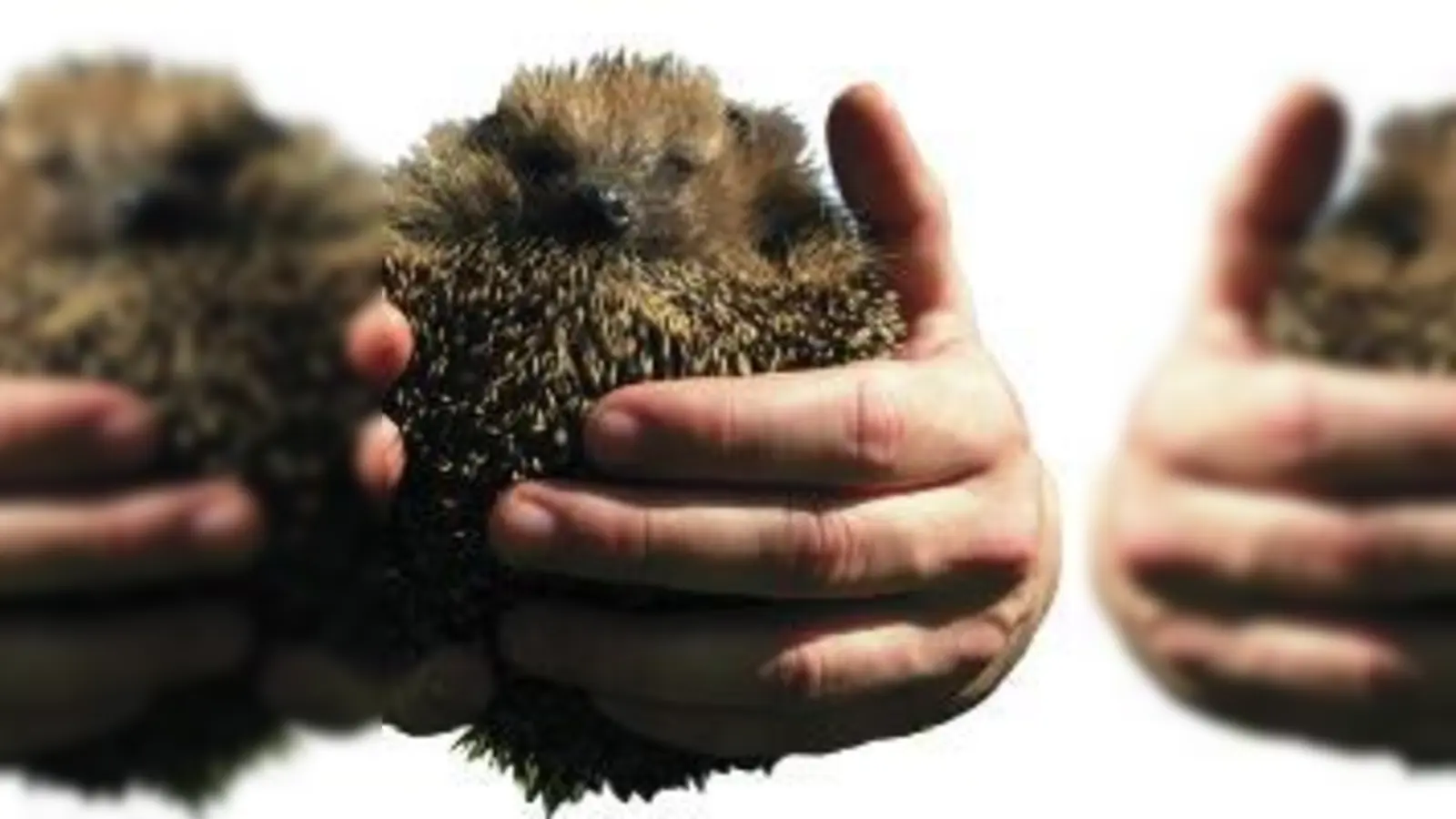 Der milde Winter ließ viele Igel zu früh aus dem Winterschlaf erwachen.  (Foto: Archiv)