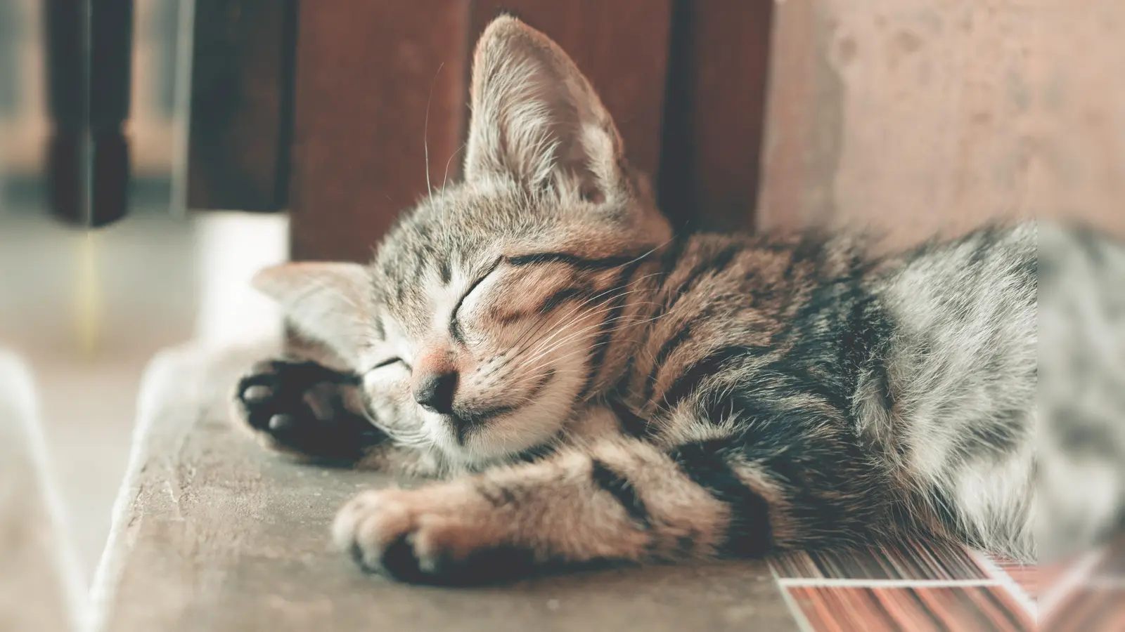 Der Theaterverein beschäftigt sich in seinem neuen Stück mit der faulsten Katze der Welt. (Foto: CC0)