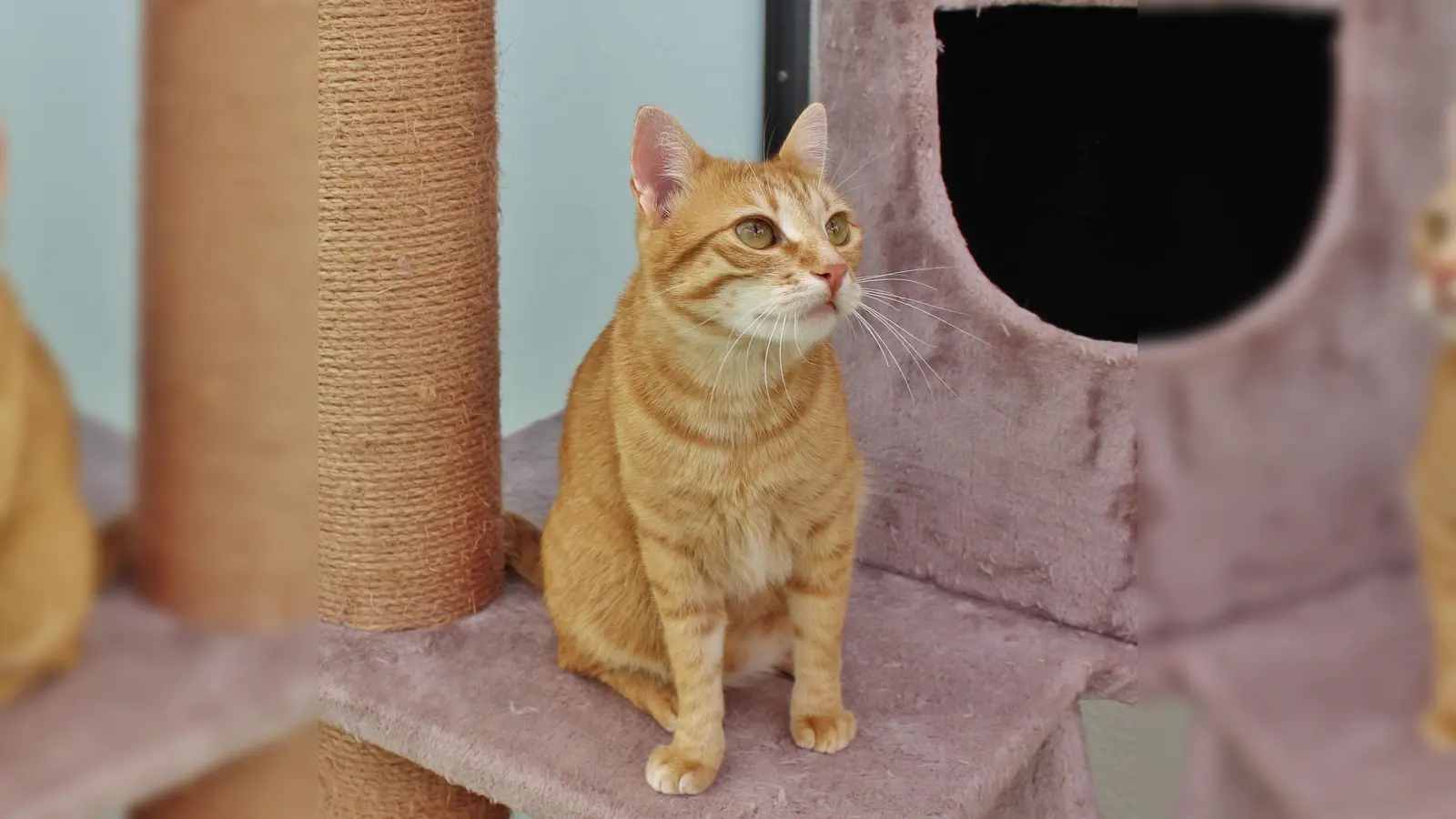 „Suli” ist eine energiegeladene Katze, die Ruhe und Sicherheit in ihrer neuen Umgebung benötigt. (Foto: Tierheim Riem)