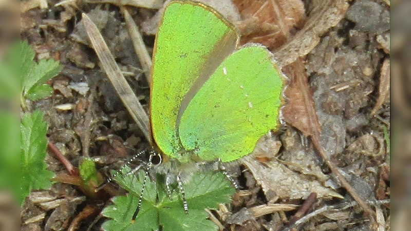 Der Grüne Zipfelfalter ist der einzige einheimische Schmetterling mit einer grünen Unterseite. Die verschollen geglaubte Art wurde nun im Hartelholz gesichtet. (Foto: © Oliver Böck)