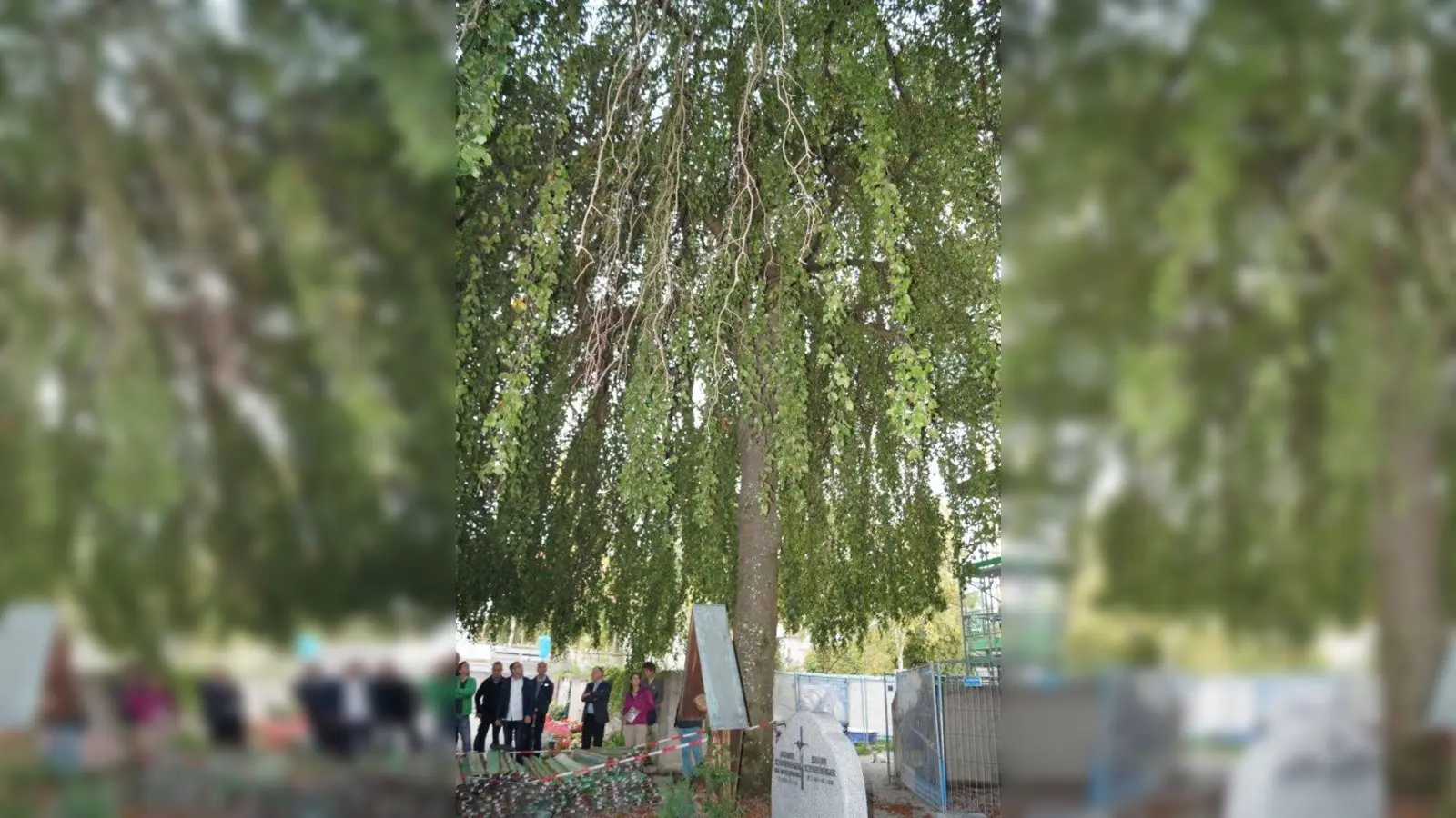 Die lang herabhängenden Äste der Trauerbuche symbolisieren perfekt die Friedhofsstimmung. (Foto: pst)